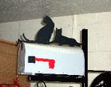 Cat silhouette for mailboxes at plasma designs.