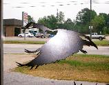 Canadian goose flying high at plasma designs.